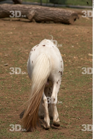 Bottom Pony