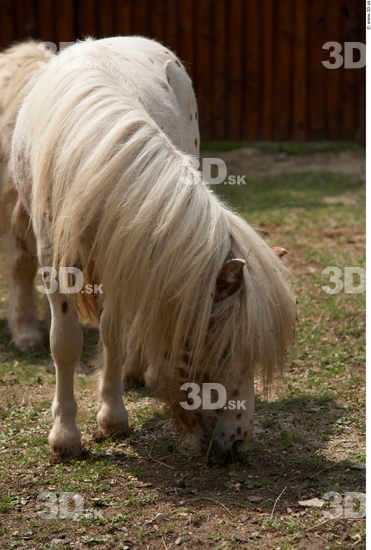 Head Pony