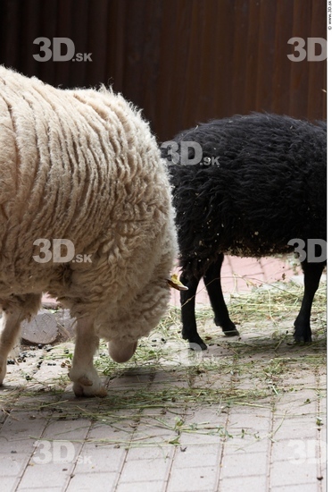 Upper Body Sheep