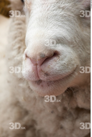 Nose Sheep