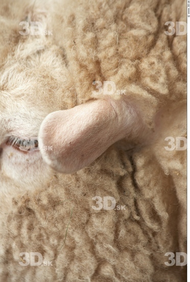 Ear Sheep