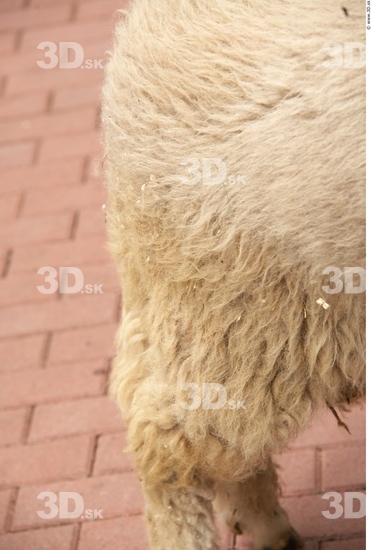 Thigh Sheep