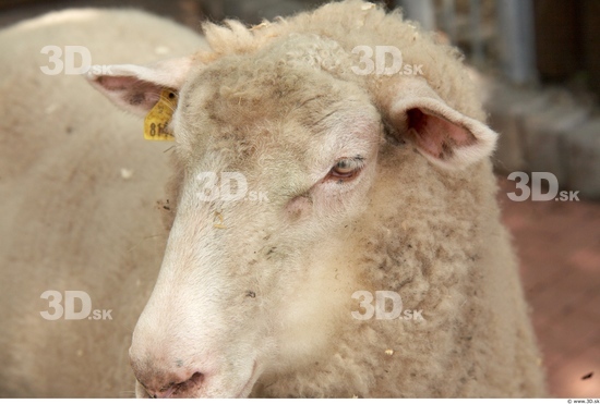 Head Sheep