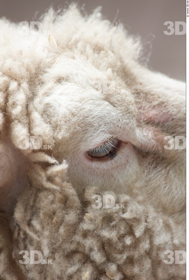 Eye Sheep