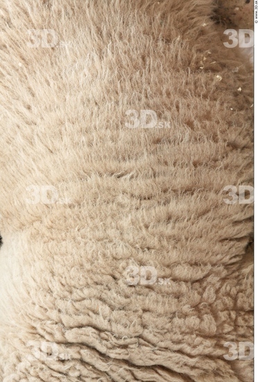 Skin Sheep