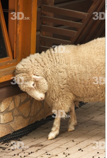 Upper Body Sheep