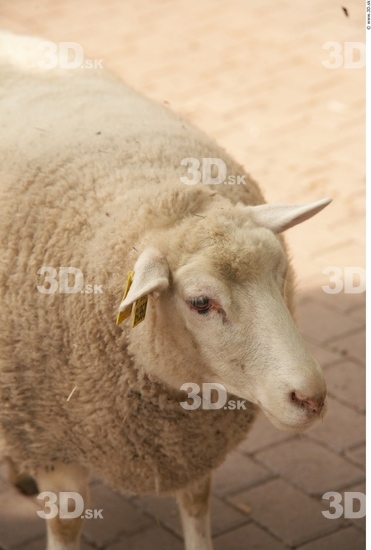 Head Sheep