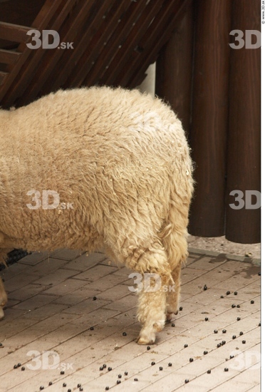 Leg Sheep