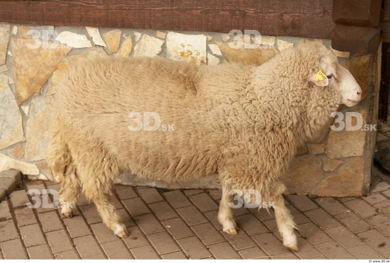 Whole Body Sheep