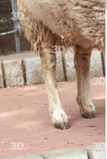 Calf Sheep