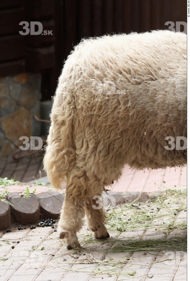 Leg Sheep