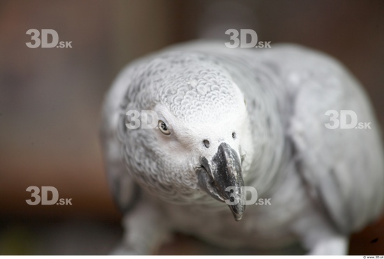 Head Parrot