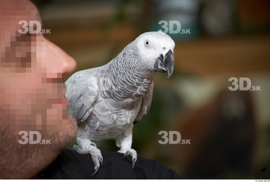 Whole Body Parrot