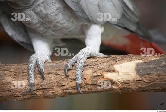 Foot Parrot