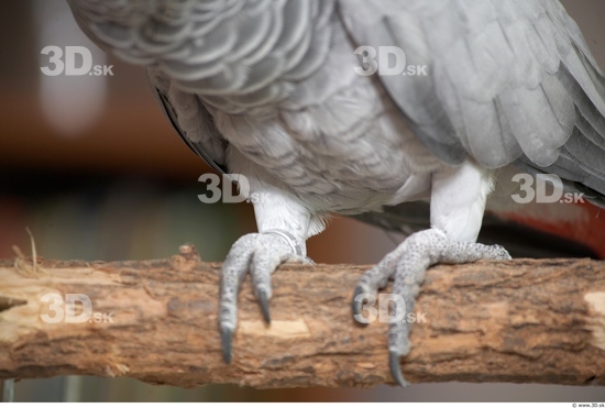 Foot Parrot