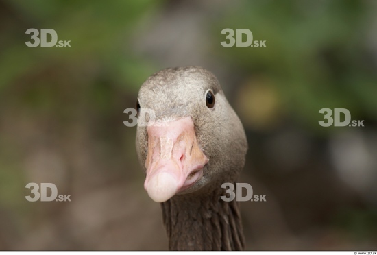 Head Goose