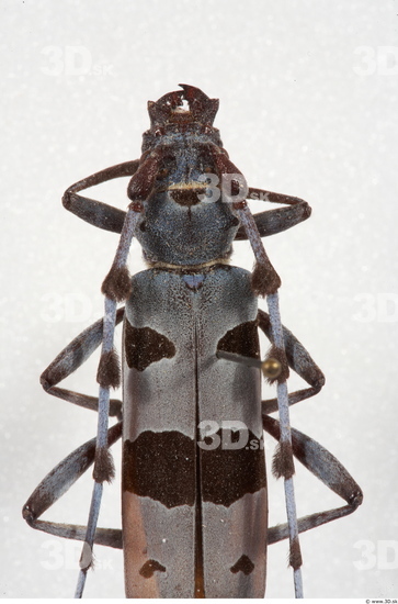 Upper Body Insect