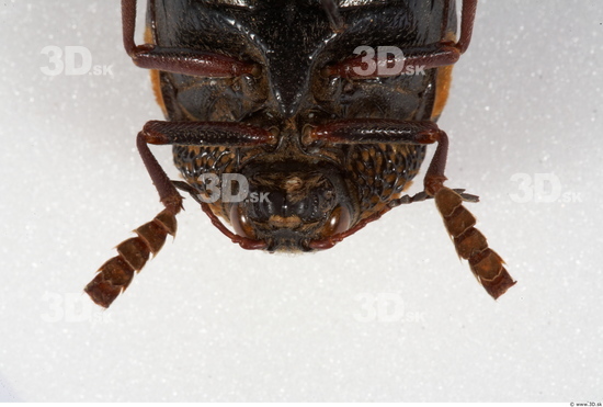 Head Insect