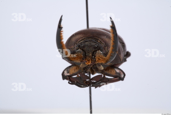 Head Insect