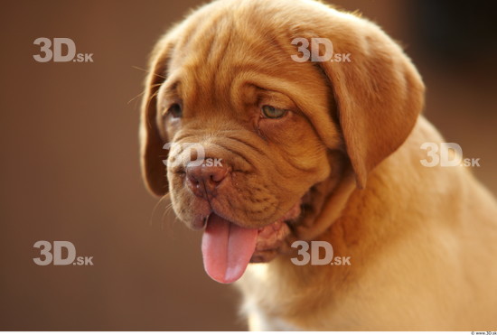 Tongue Dog