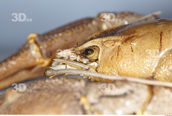 Hand Crawfish Animal photo references