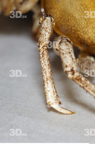 Leg Crawfish Animal photo references