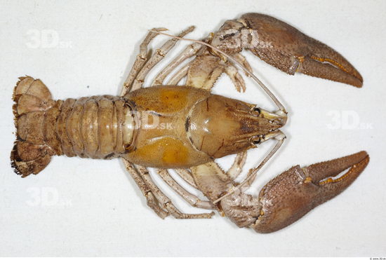 Whole Body Crawfish Animal photo references