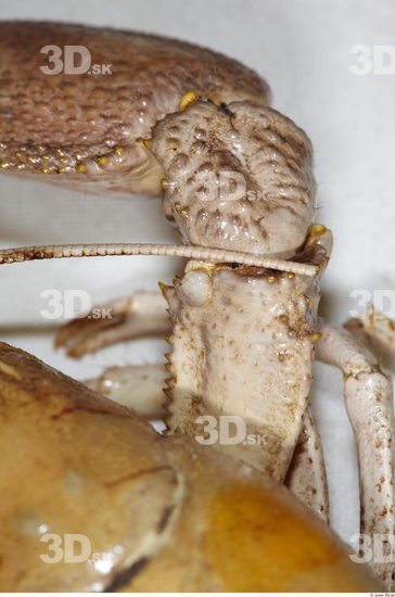 Arm Crawfish Animal photo references