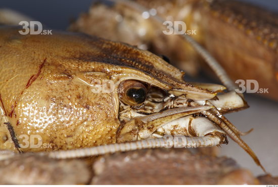 Hand Crawfish Animal photo references