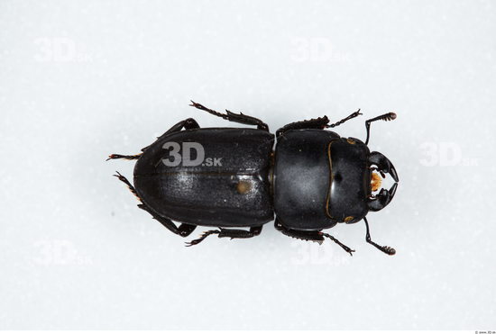 Whole Body Beetle