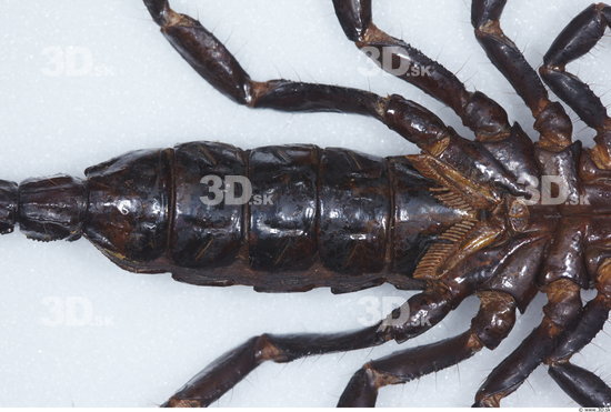 Bottom Scorpion