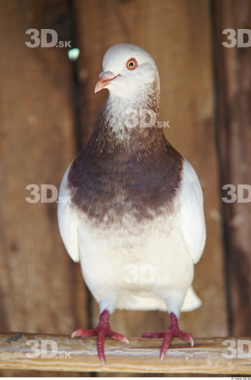 Whole Body Pigeon