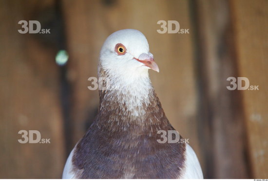 Upper Body Pigeon