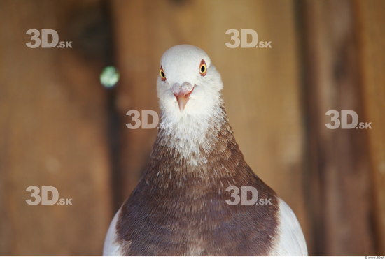 Upper Body Pigeon