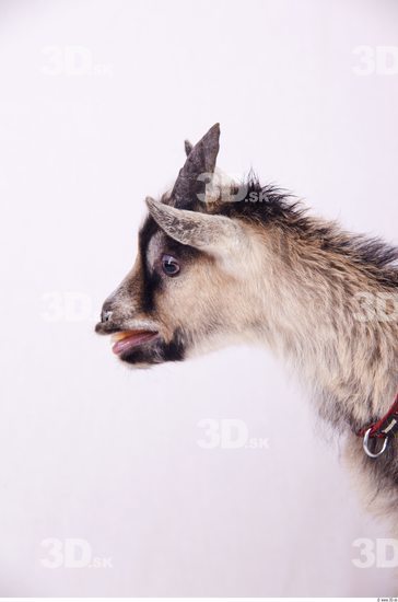 Head Goat