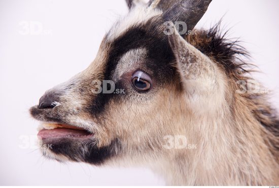 Face Goat