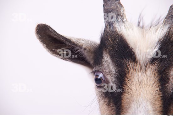 Ear Goat