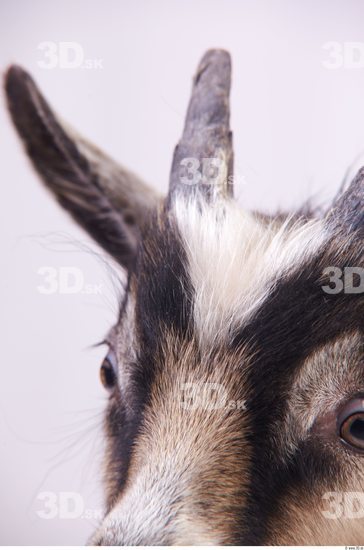 Nose Goat