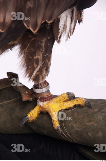 Leg Eagle