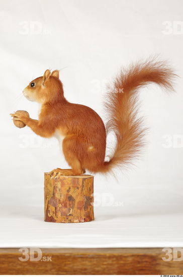 Whole Body Squirrel