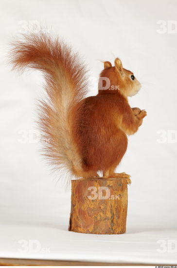 Whole Body Squirrel