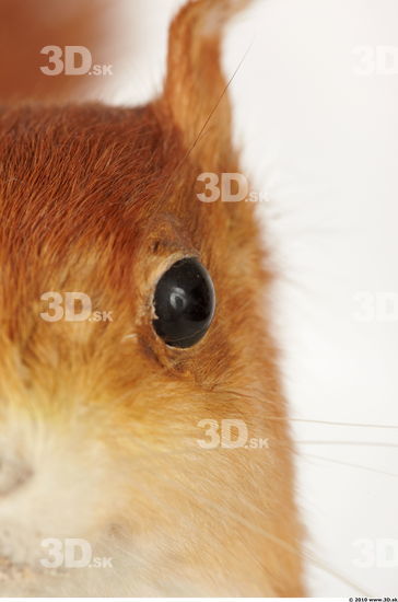 Eye Squirrel