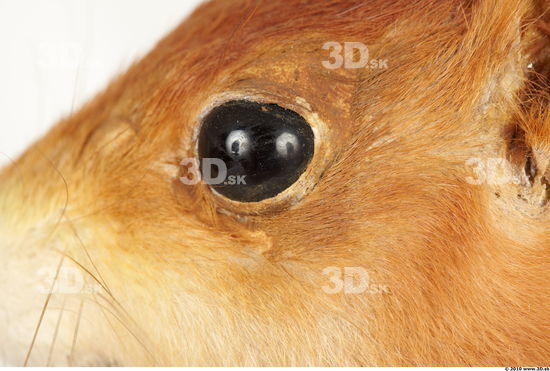 Eye Squirrel