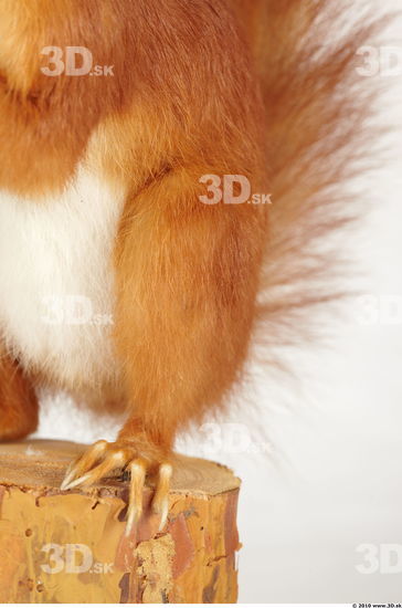 Leg Squirrel