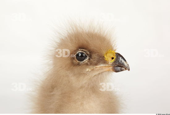 Whole Body Head Eagle Animal photo references