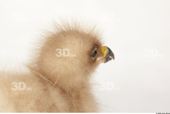 Whole Body Head Eagle Animal photo references