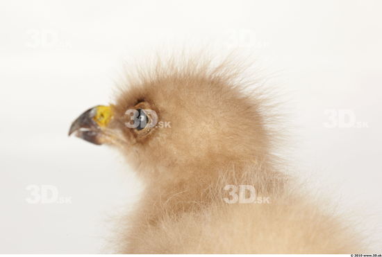 Whole Body Head Eagle Animal photo references