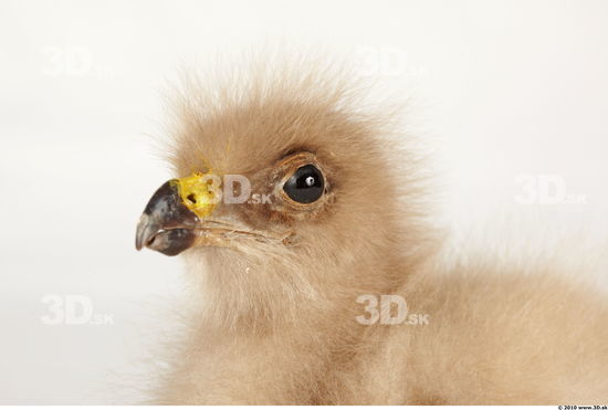 Whole Body Head Eagle Animal photo references