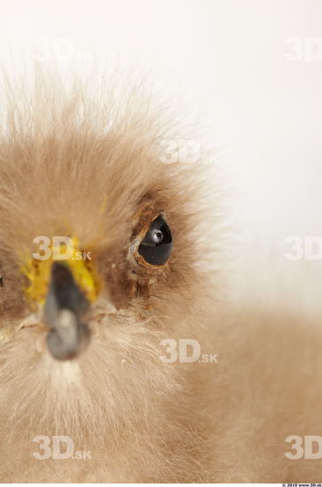 Whole Body Head Eagle Animal photo references