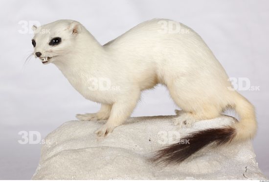 Whole Body Ermine